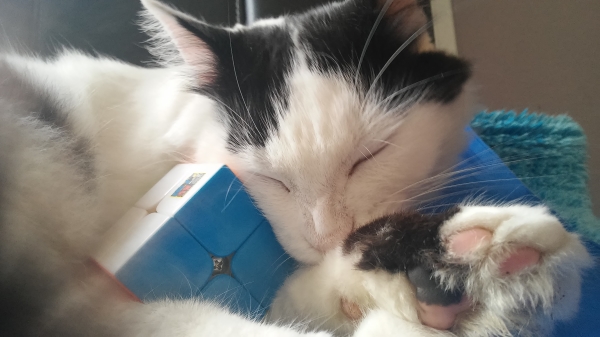 cat bela