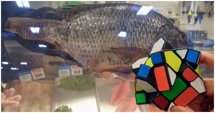 fish cube pun