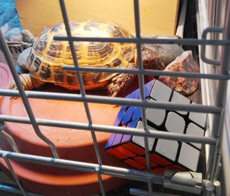 timo-turtle